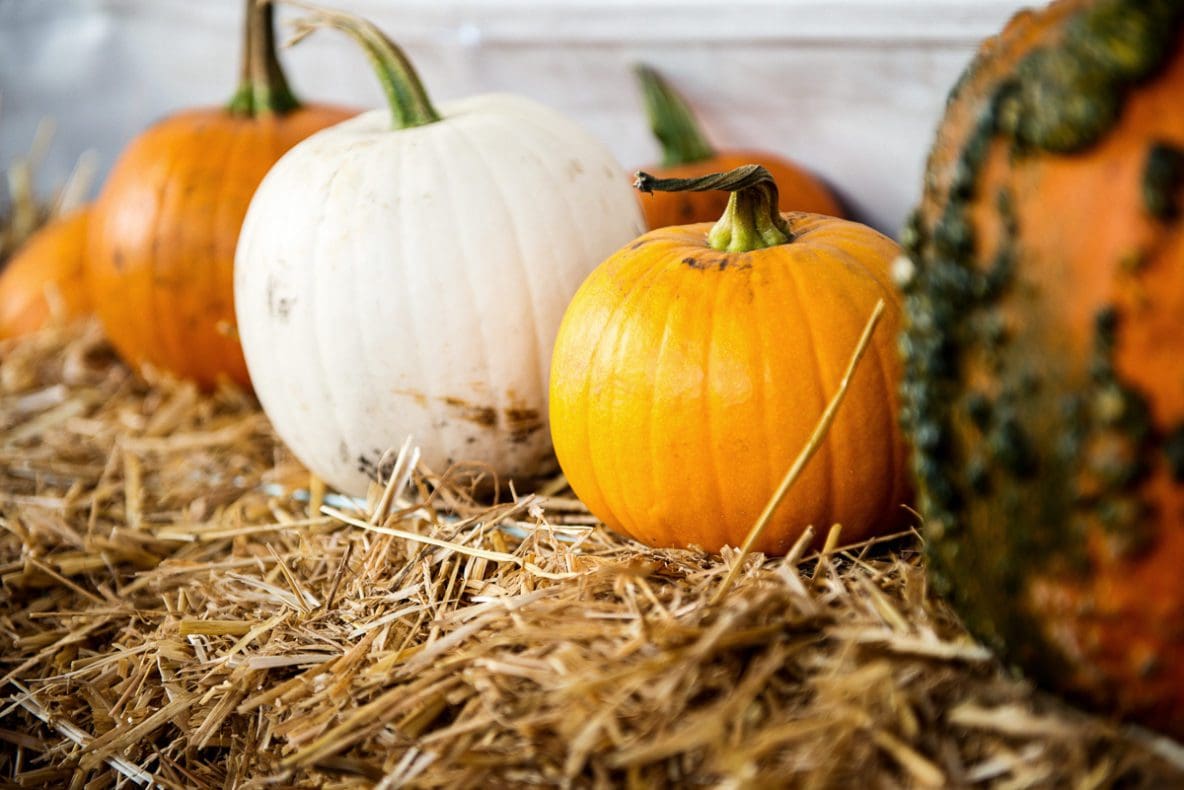 How To Keep Your Pumpkins Happy From Now Until Halloween Kraay